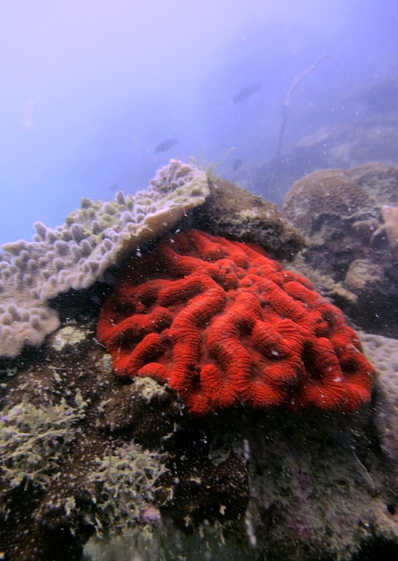Coral Species 209