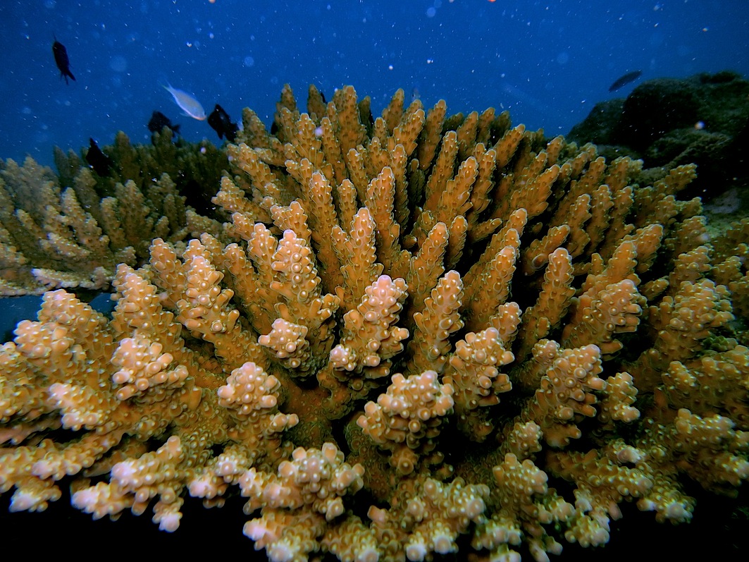 Coral Species 210