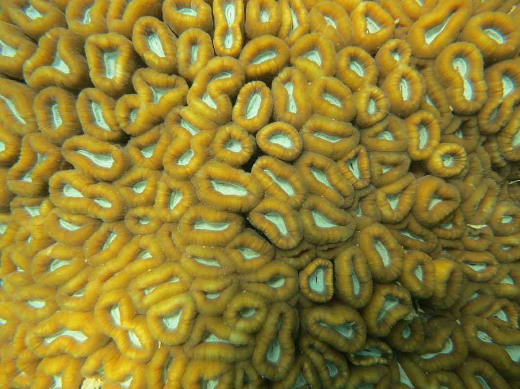 Coral Species 211