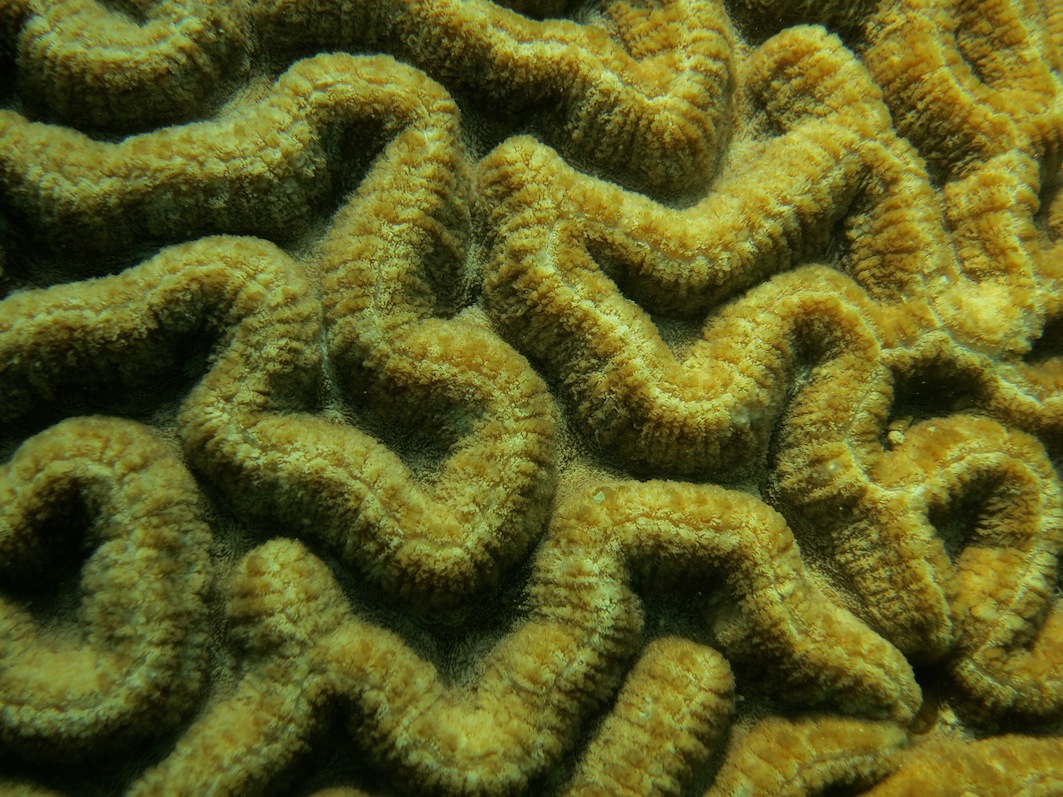 Coral Species 212