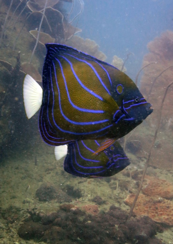 Underwater Times 2