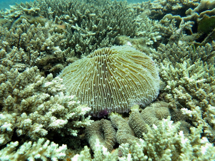 Underwater Times 4