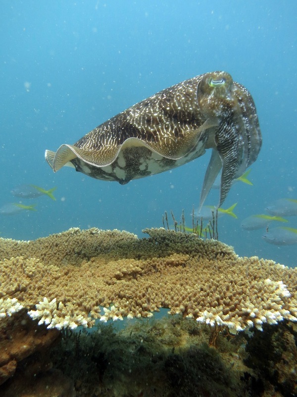 Underwater Times 5