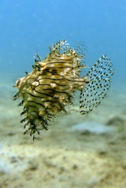 Underwater Times 6