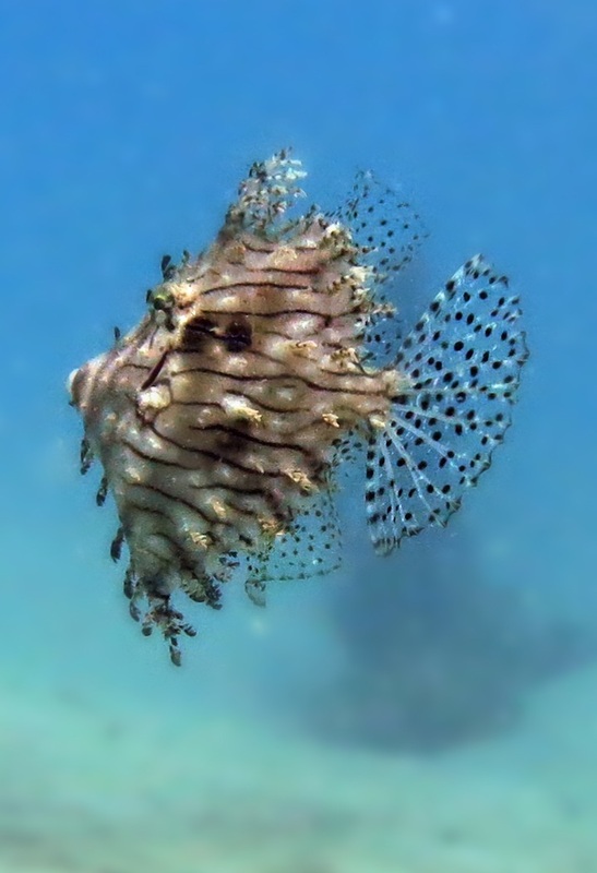 Underwater Times 7