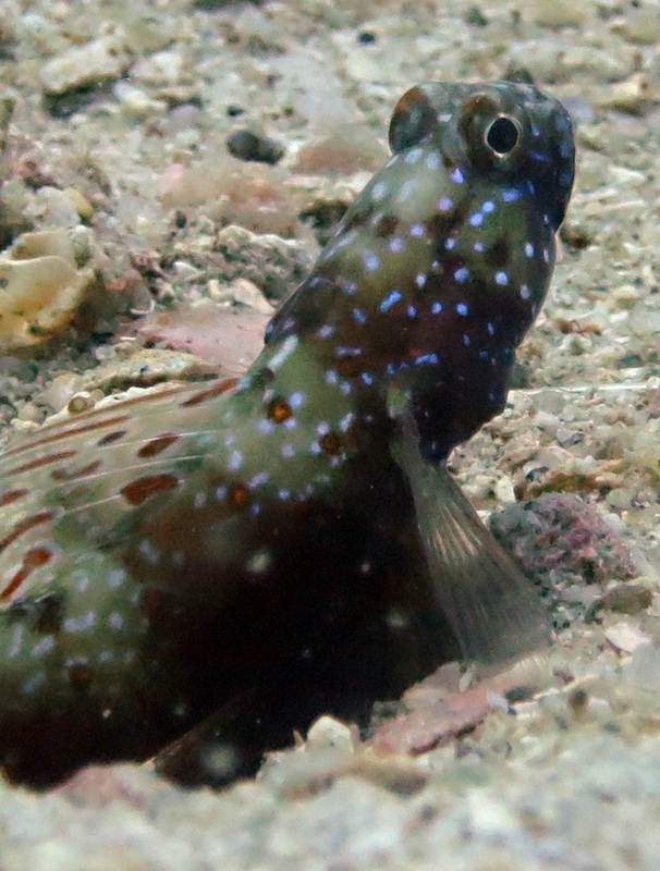 Underwater Times 8