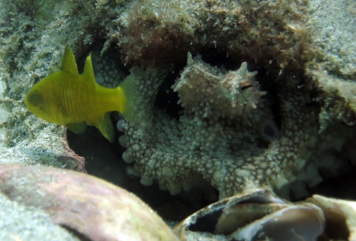 Underwater Times 9