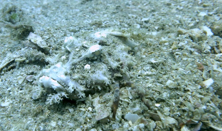 Underwater Times 11