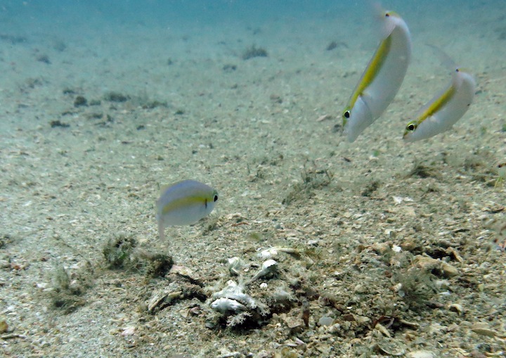Underwater Times 12