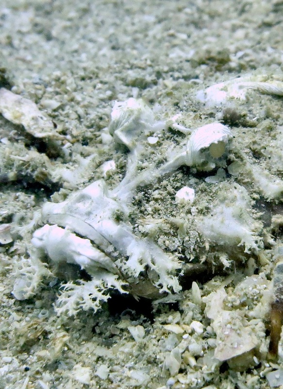 Underwater Times 13
