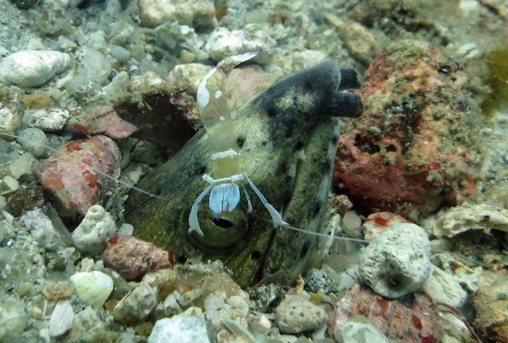 Underwater Times 14