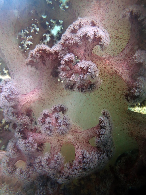 Underwater Times 15