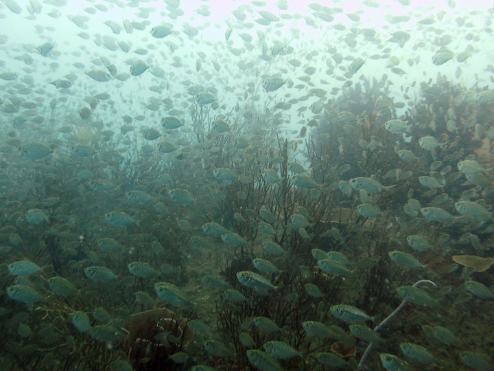 Underwater Times 17