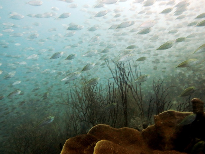 Underwater Times 19