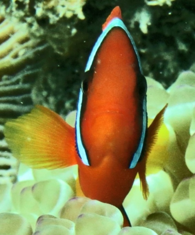 Underwater Times 20