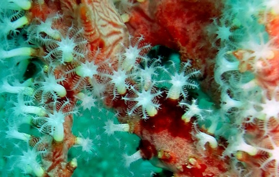 Underwater Times 23