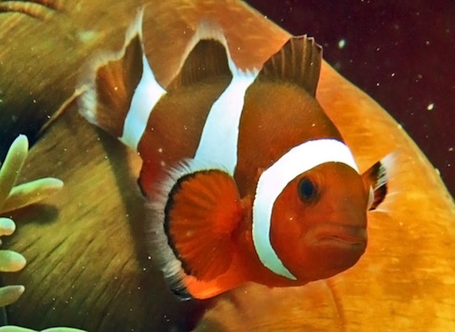 Underwater Times 24