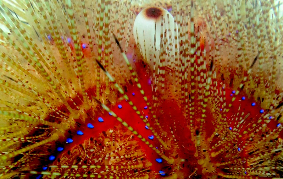 Underwater Times 28