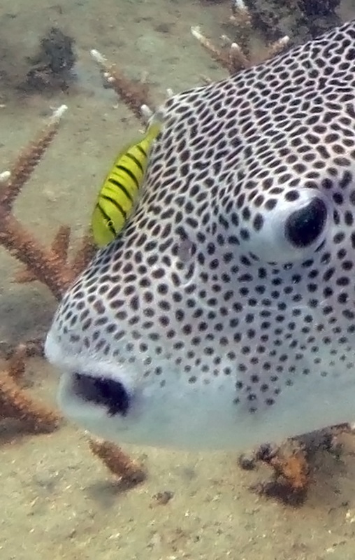 Underwater Times 29