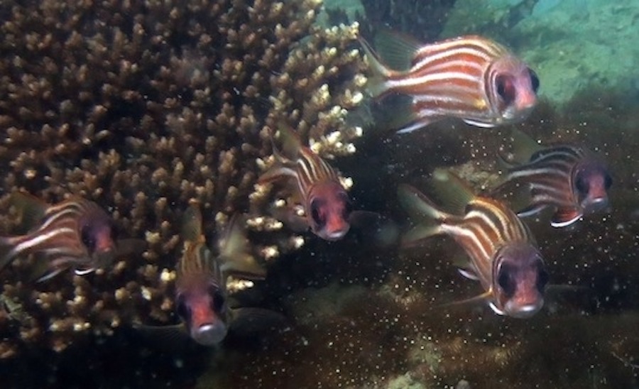 Underwater Times 31