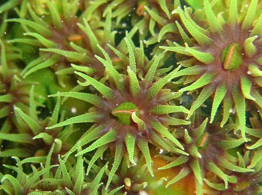 Underwater Times 32