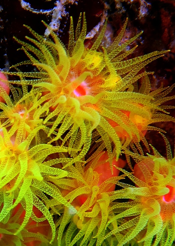 Underwater Times 33