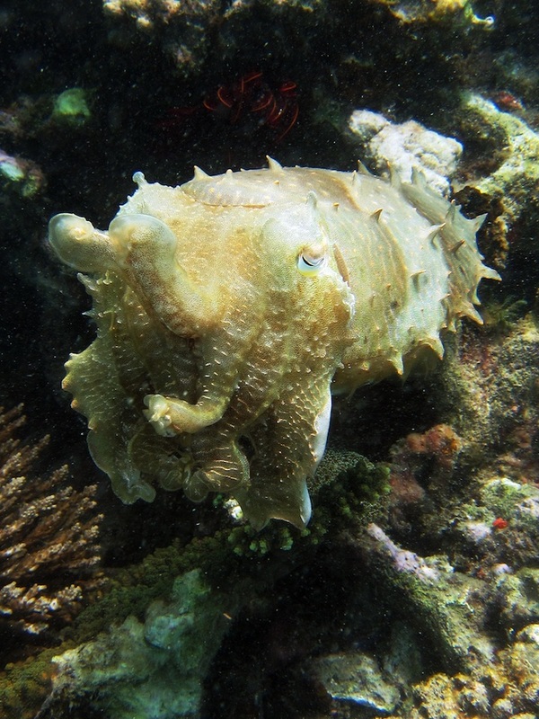 Underwater Times 35