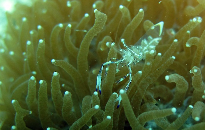 Underwater Times 36