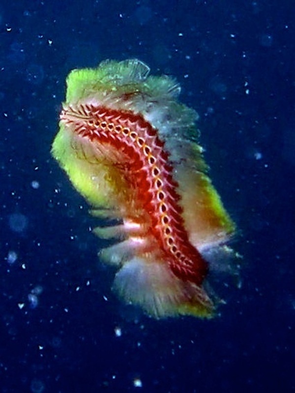 Underwater Times 38