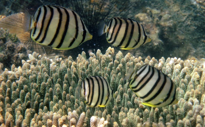 Underwater Times 39