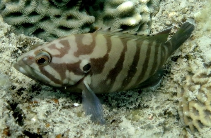 Underwater Times 40