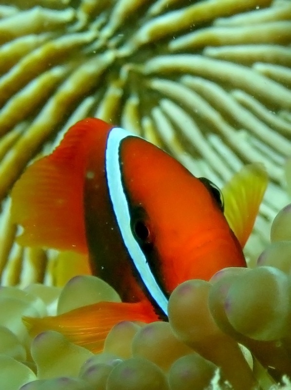 Underwater Times 41