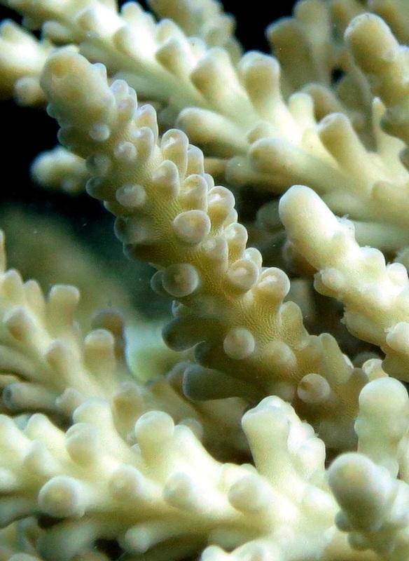 Underwater Times 42