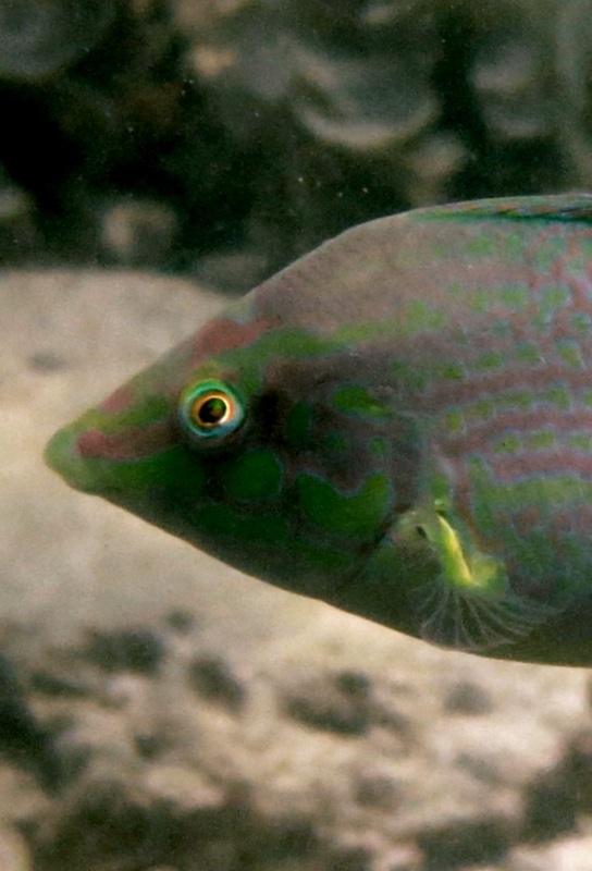 Underwater Times 45