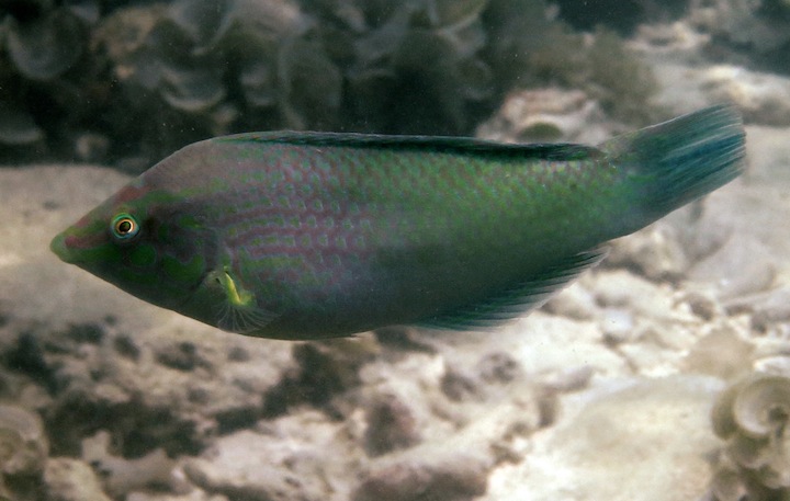 Underwater Times 46