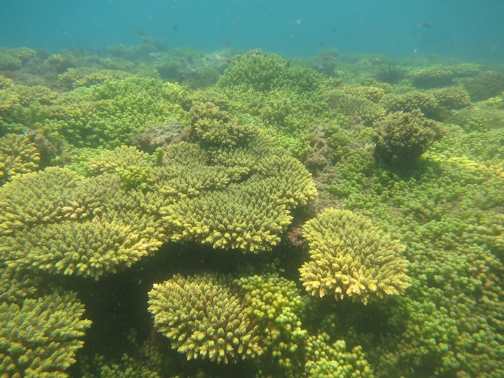 Underwater Times 48
