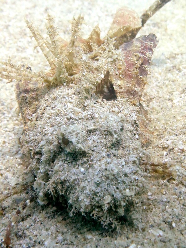 Underwater Times 49