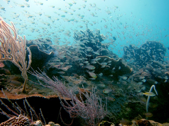 Underwater Times 50