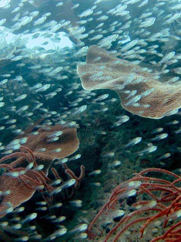 Underwater Times 51