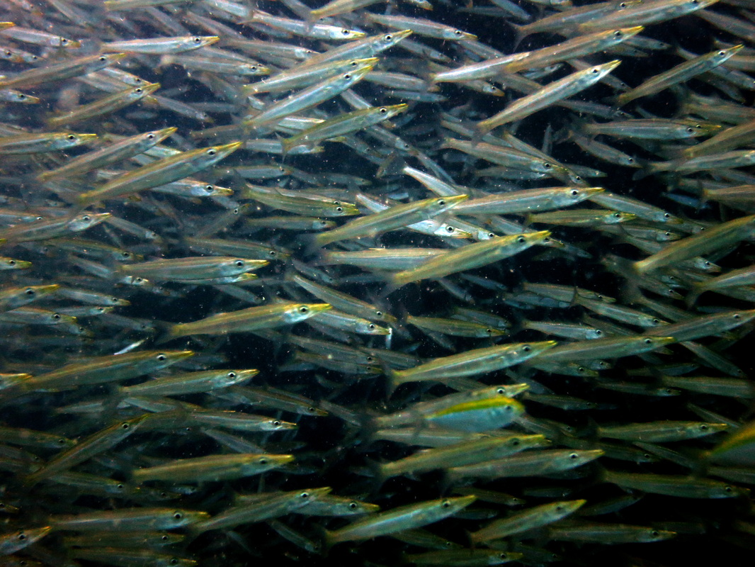 Underwater Times 53