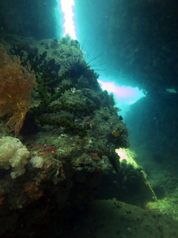 Underwater Times 55