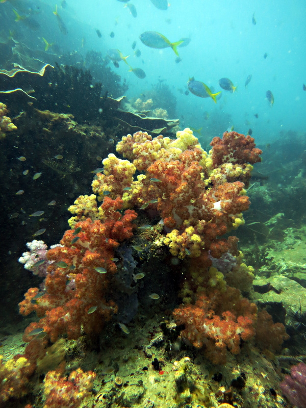 Underwater Times 56