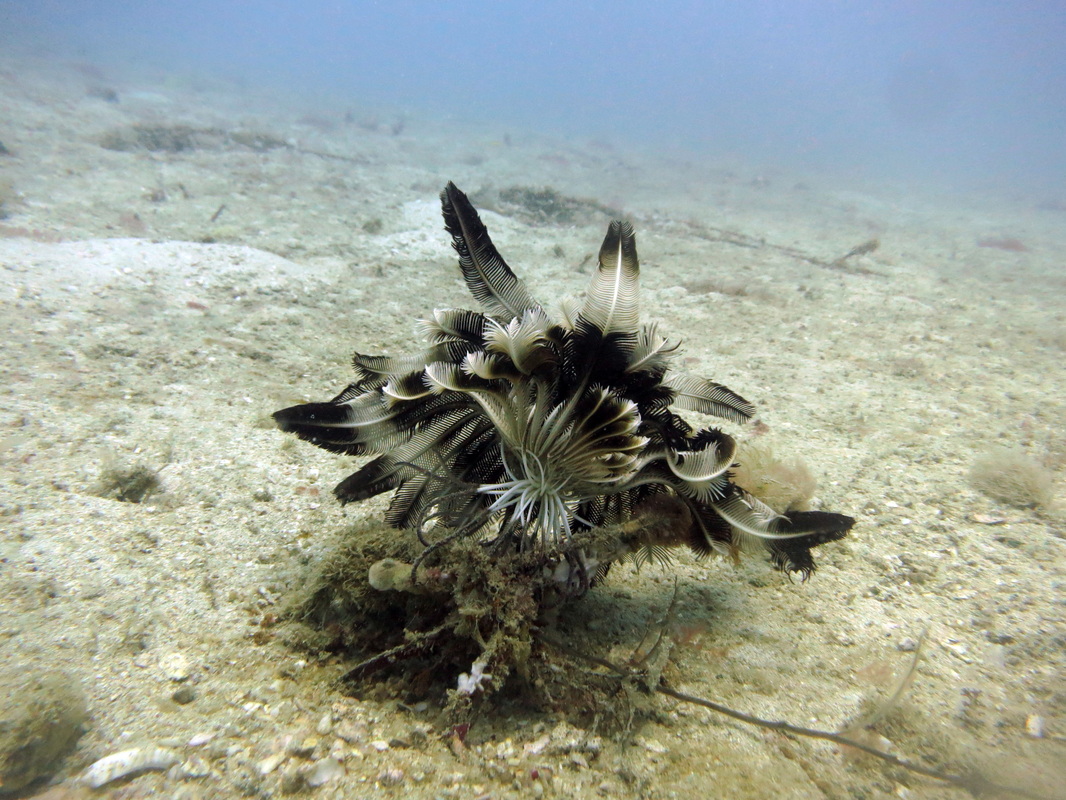 Underwater Times 57