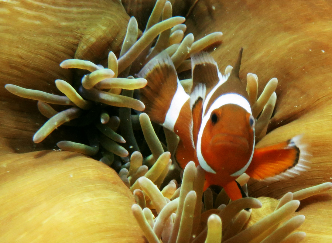 Underwater Times 58