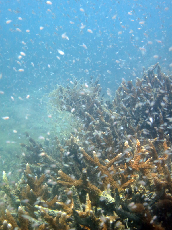 Underwater Times 59