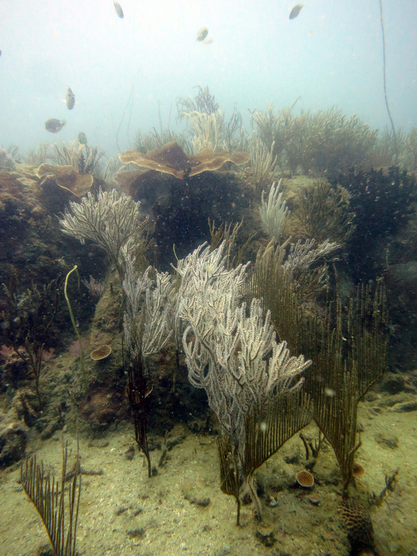 Underwater Times 60