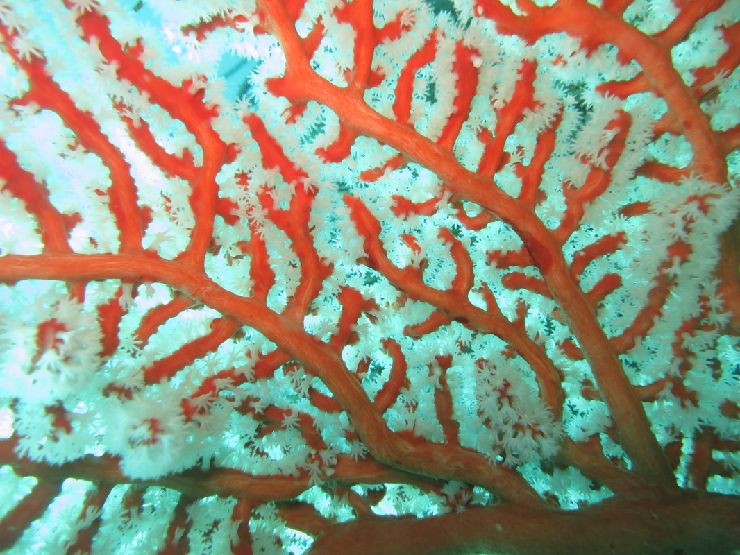 Underwater Times 61