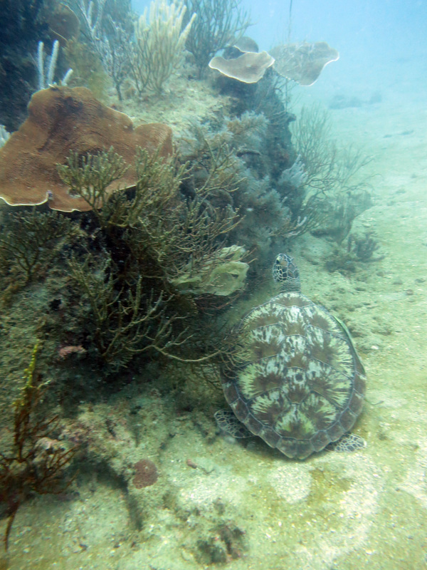 Underwater Times 62