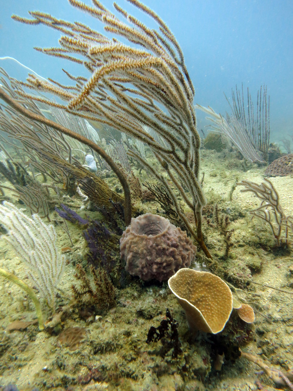 Underwater Times 63