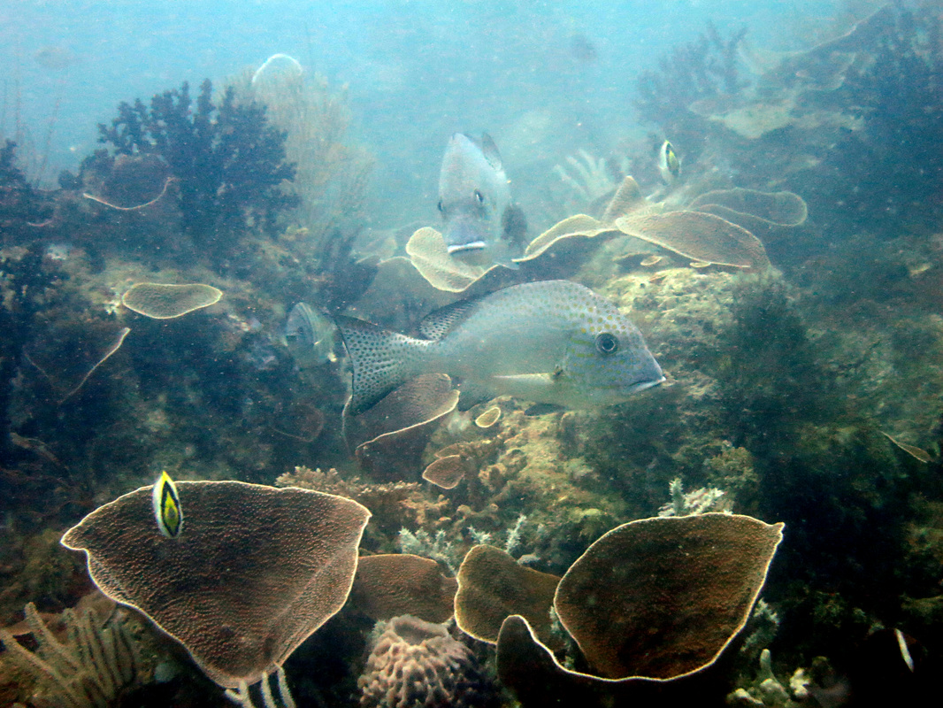 Underwater Times 65